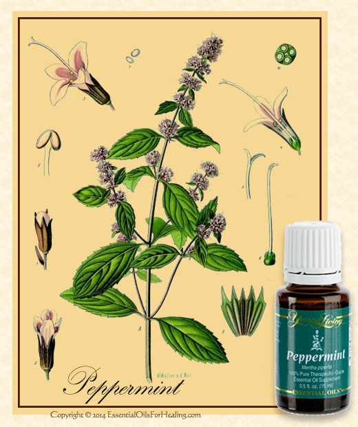 young living peppermint oil with antique botanical illustration