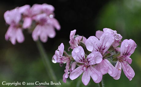 Rose Geranium essential oil is produced from the plant's leaves, not the violet flowers