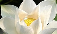 white lotus blossom