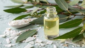 cajeput essential oil bottle with leaves