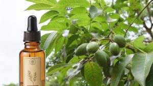 Essential oil bottle beside green fruit tree branch.