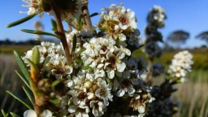 Close-up of white wildflowers in grassy field.