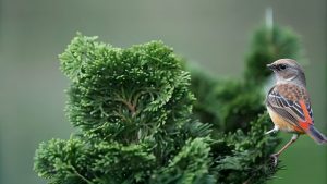 Small bird perched on lush green tree