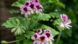 Pink flowers with green leaves in garden
