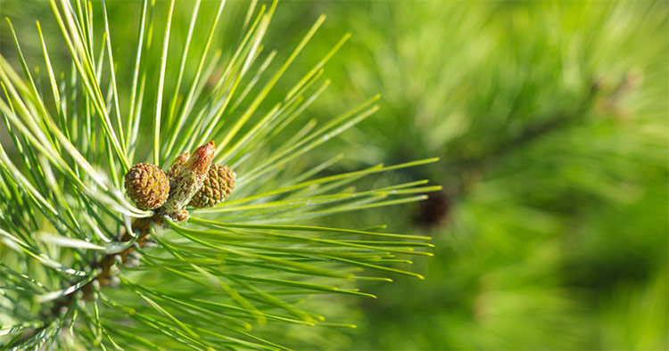 Close-up of pine needles and small cones