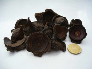 Dried black myrobalan nuts with euro coin for scale.