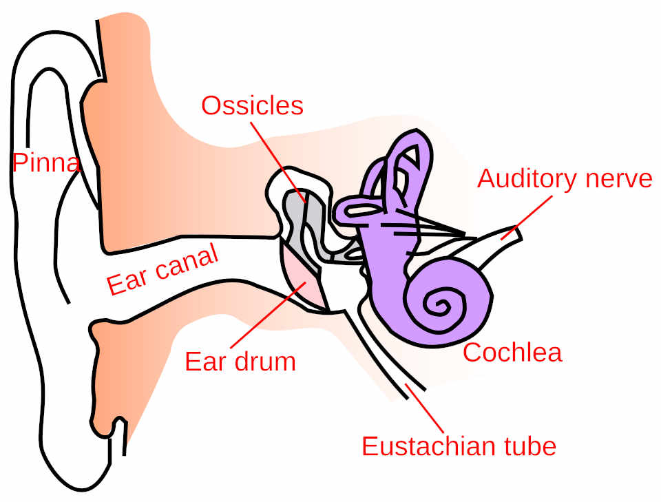 Diagram of human ear anatomy labeled